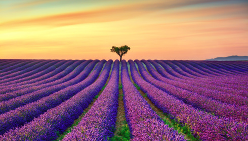 Kvetoucí levandulové pole