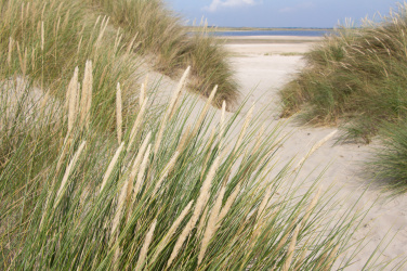 Tráva v písečných dunách