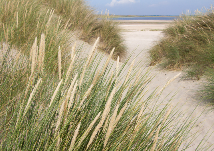 Tráva v písečných dunách