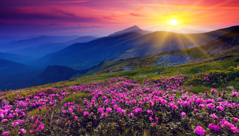 Kouzelný rododendron