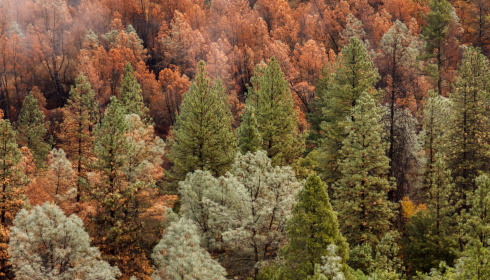 Krásný podzimní les