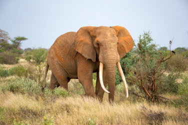 Slon v savaně