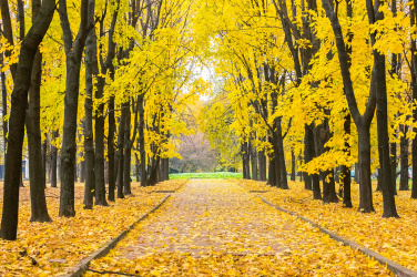 Podzimní park