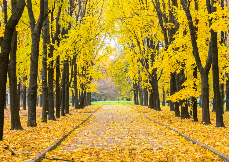 Podzimní park