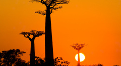 Baobab při západu slunce