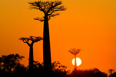Baobab při západu slunce