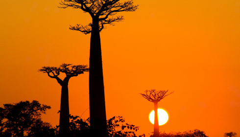 Baobab při západu slunce