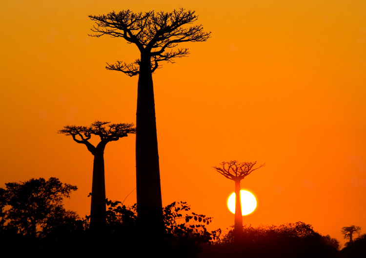 Baobab při západu slunce