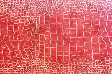Textura červené krokodýlí kůže