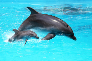 Dva delfíni