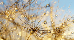 Krásná pampeliška