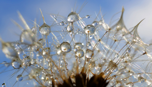 Kapky na pampelišce