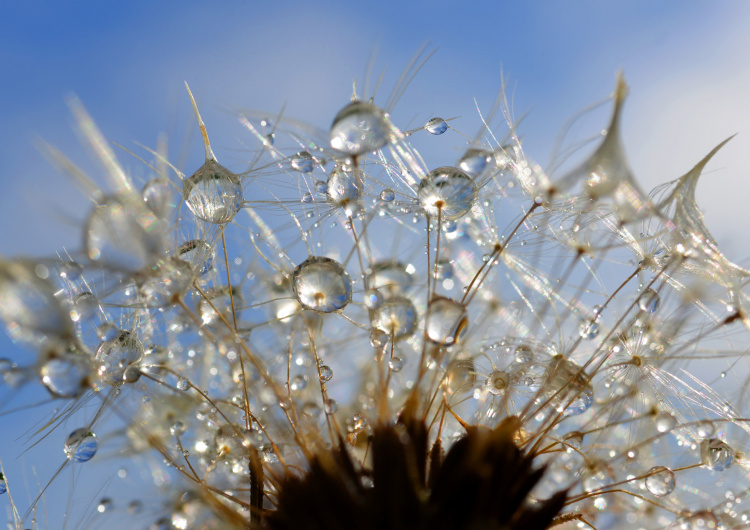 Kapky na pampelišce