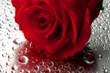 Detail rudé růže