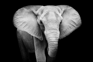 Slon černobílý