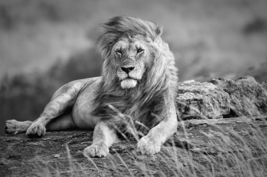 Mocný lev