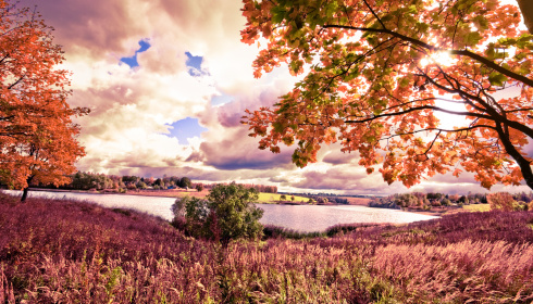 Podzimní javorový les