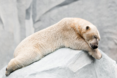Spící lední medvěd