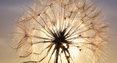 Pampeliška při západu slunce