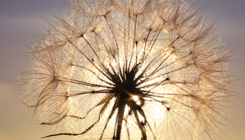 Pampeliška při západu slunce