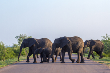 Sloni přecházející silnici