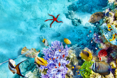 Podvodní svět s korály