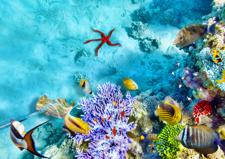 Podvodní svět s korály