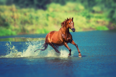 Kůň běžící jezerem