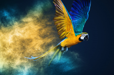 Letící papoušek Ara