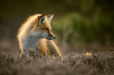 Liška pózující na slunci