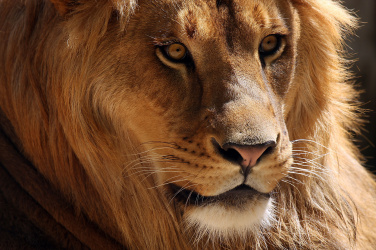 Lev africký