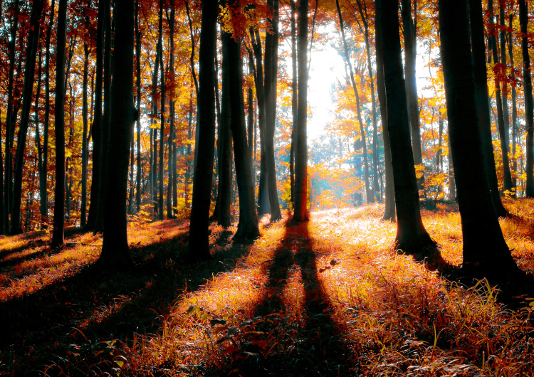 Barevný podzimní les