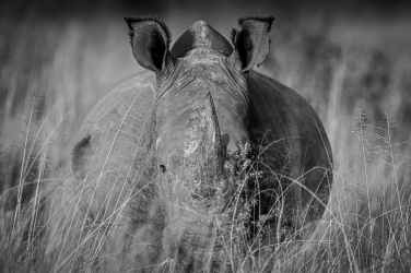 Nosorožec v trávě