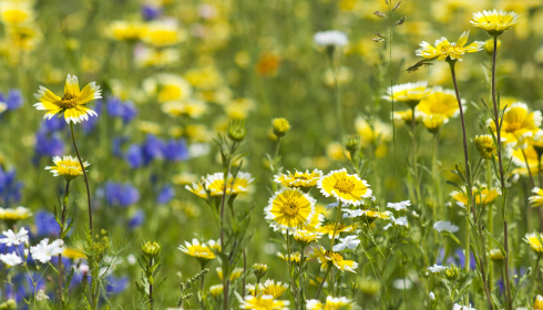 Žluté divoké květy