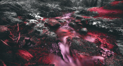 Rudý proud v džungli