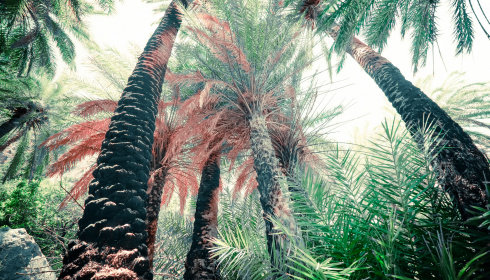 Exotický hluboký les