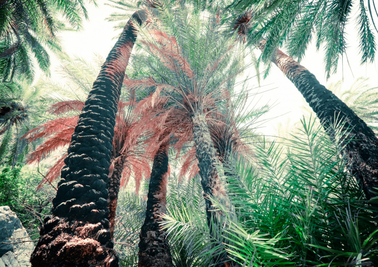 Exotický hluboký les