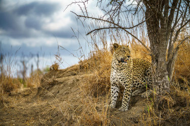 Divoký leopard