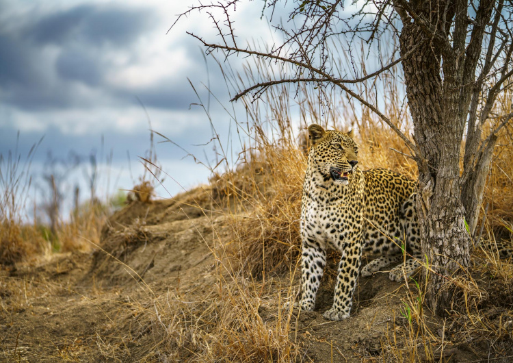 Divoký leopard