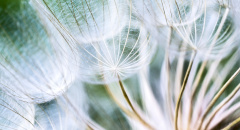 Detail chmýří pampelišky