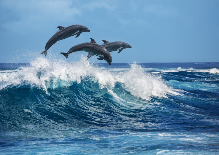 Tři delfíni
