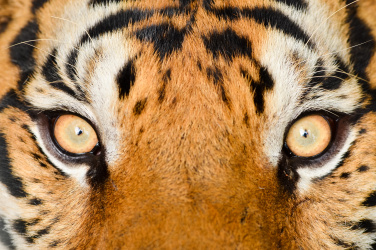 Tygří oko