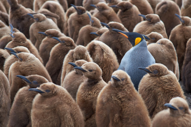 Velká skupina tučňáků