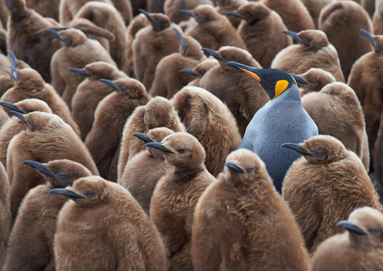 Velká skupina tučňáků