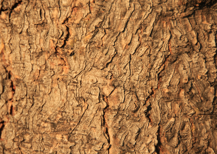 Textura stromu