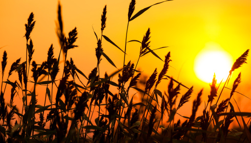 Rákos se západem slunce