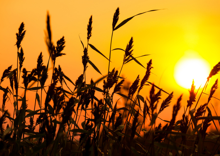 Rákos se západem slunce