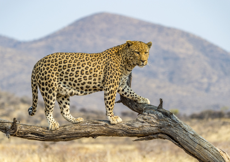 Leopard v Dusternbrooku