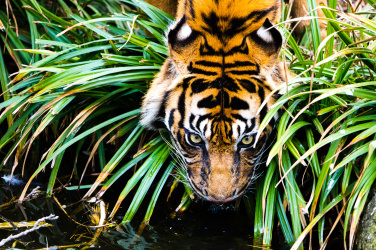Tygr u řeky