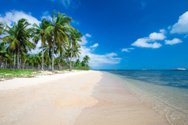 Vysoké palmy na pláži